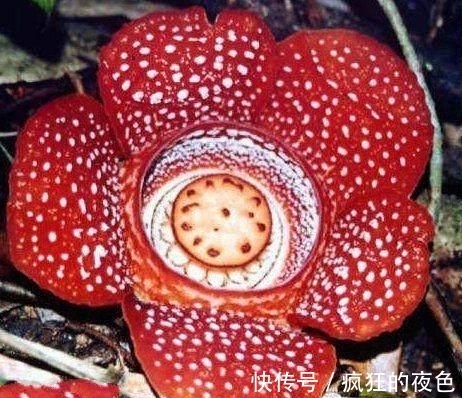 世界上最稀有的花朵，有的臭气熏天，还有一个仅剩两朵