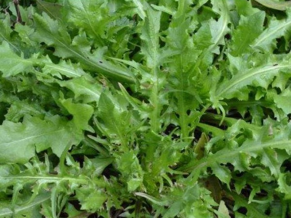 蔬菜|不焯水不能吃的四种蔬菜,很多人不懂,不仅会有结石,还会中毒!