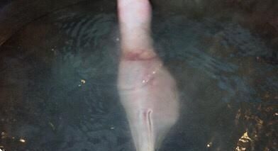  广式|广式烧鹅这样做，皮脆肉嫩，肥而不腻，作为吃货必吃的美食