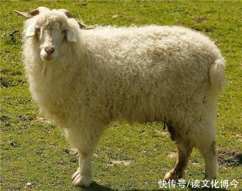  造假|马未都:我见过一种文物造假，把玉塞入活羊体内，3年后再取出来