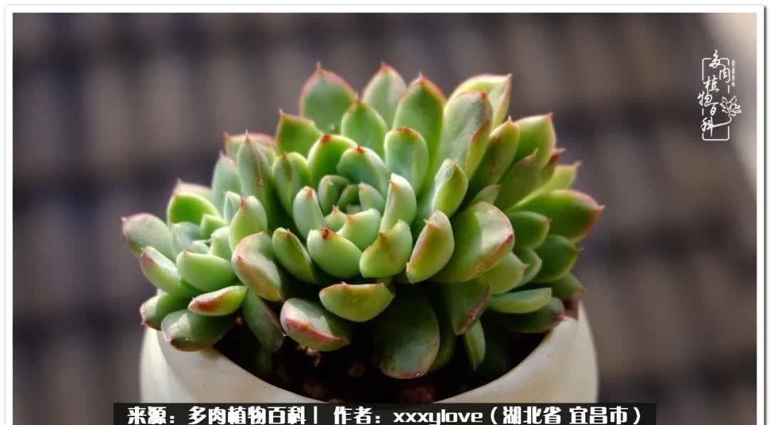 时光匆匆,一闪而逝,这世间万物的美,都值得被记录!