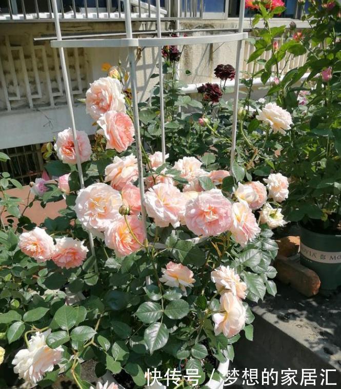 此花风靡全世界，漂亮又芳香，多季开花，盆栽也可以，很值得栽培