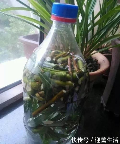 营养液|最厉害的养花营养液:给花喝一勺,新叶嗖嗖长,花苞蹭蹭长!