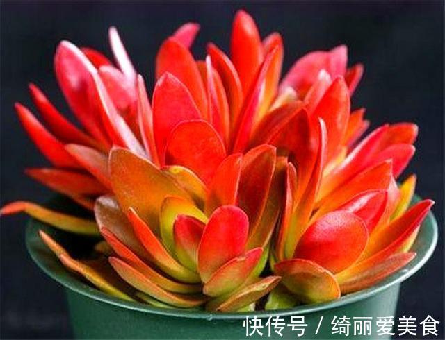 喜欢多肉就选这1款,火红喜庆颜值高,只要4招,养成垂吊悬崖桩