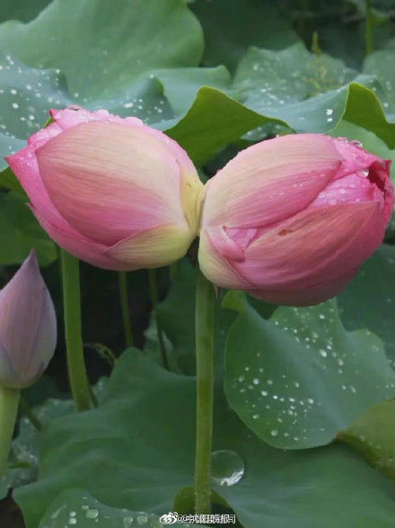 浙江|浙江发现八株并蒂莲