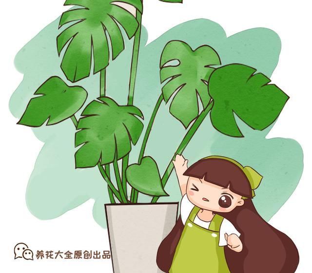 芦荟|3种旺家花卉，养人养身心，家里有老人更要养