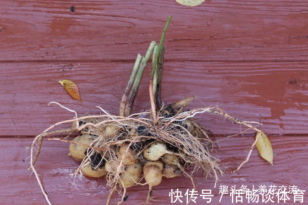 种大丽花的准备工作,温带和亚热带地区盆栽养护攻略