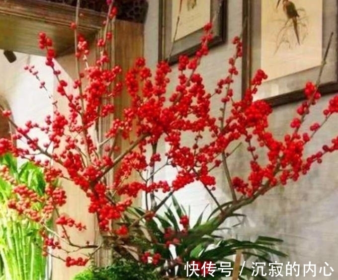 家养此款花卉,花色淡雅,爆盆蓝色一片,好看极了