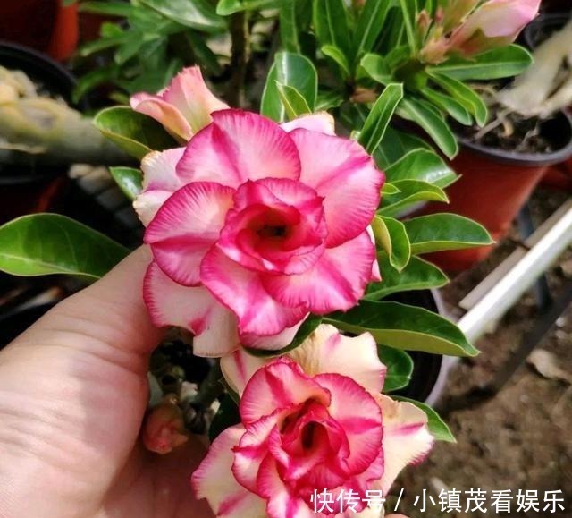 买回来|沙漠玫瑰买回来有3岁了还不开花是怎么回事?求解决方法