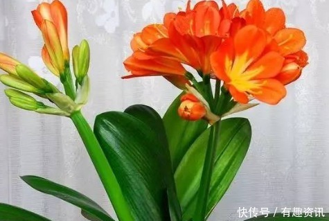 潮湿|养花高手都有这3个“好习惯”,花开更艳丽,轻松爆满盆
