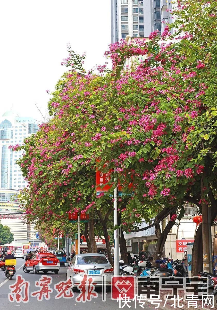 满城繁花一路相伴！邕城的春天太！美！了