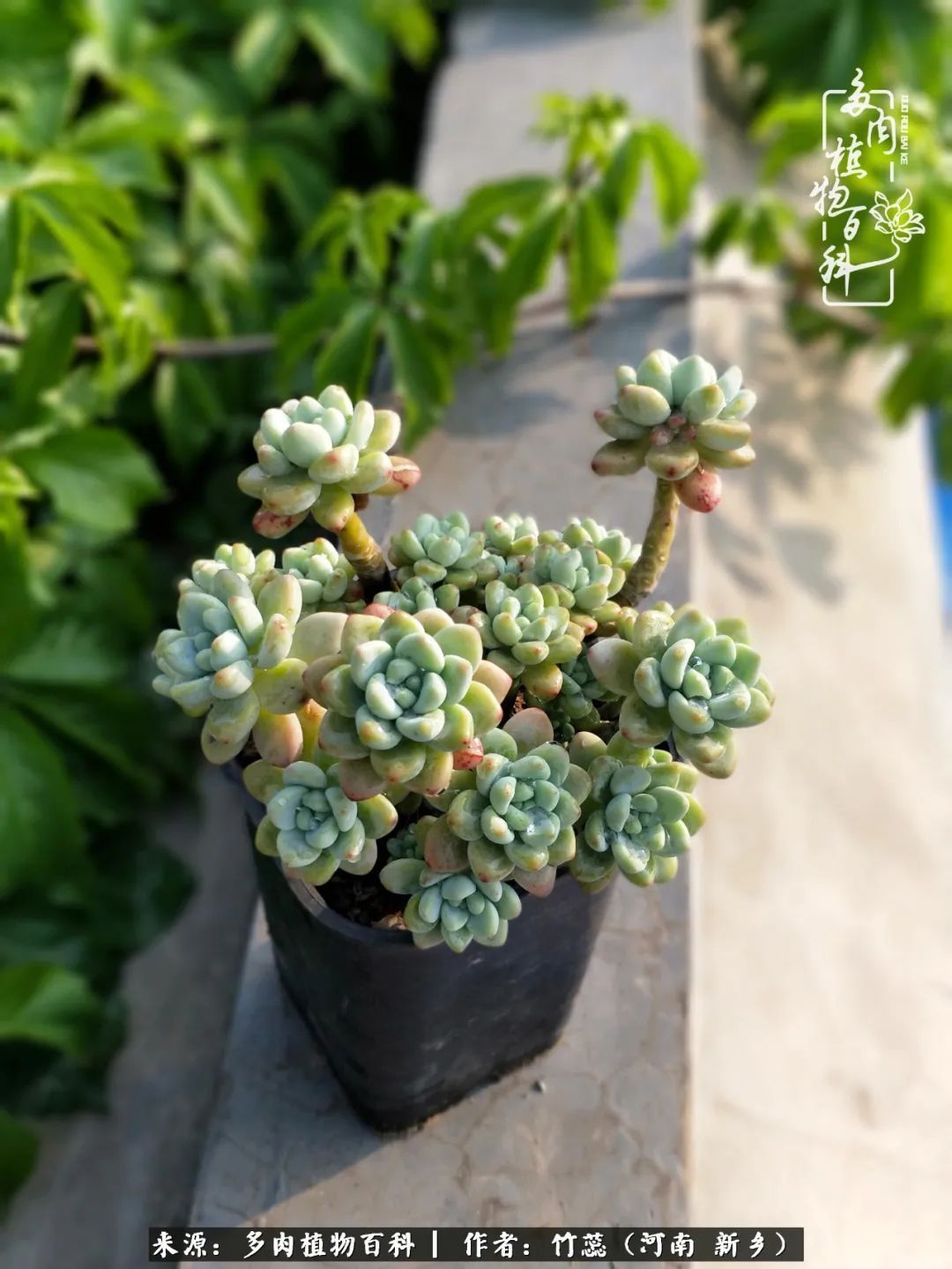 养多肉三周年有感养这么多多肉到底有啥用！