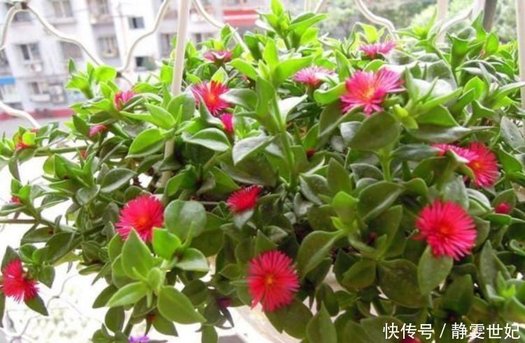 家里不养绿萝吊兰,只养1种花,好养又漂亮,还能当菜吃