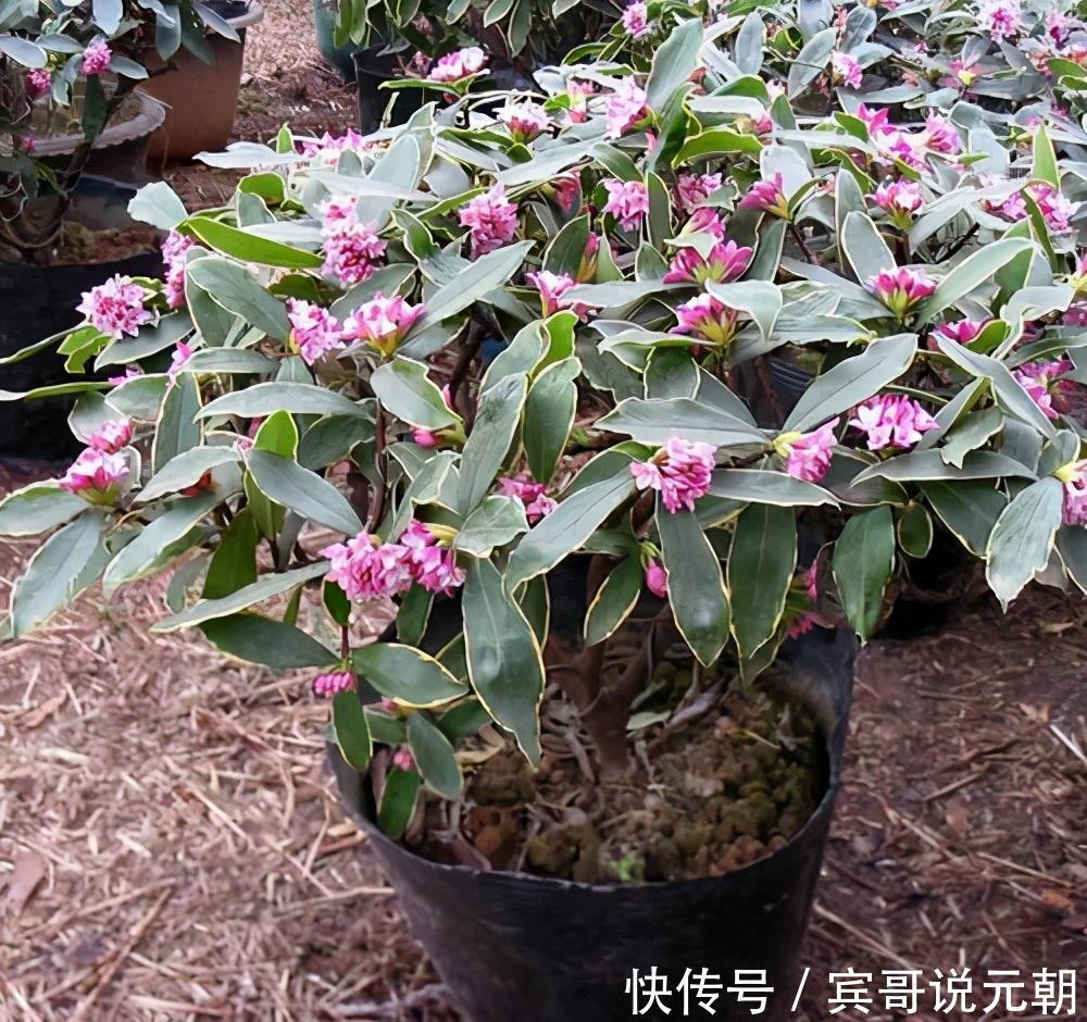 大色|4种自带“体香”的花,花大色艳香气足,阳台养一盆,人人闻香气