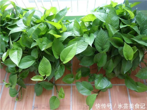 给“绿萝”浇水,兑上点这东西,棵棵长满盆,叶子巴掌大!