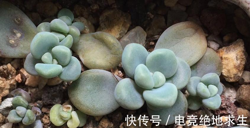 多肉进行叶插繁殖,从叶片到小苗成型,少不了花友的耐心和爱心