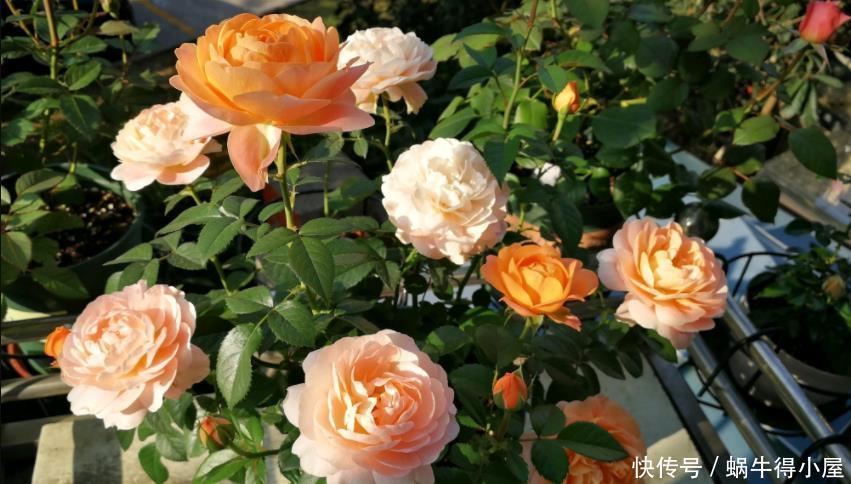 枝条|养月季,该从哪些地方着手防治病虫害,让植株开花漂亮?