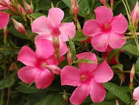 养花就养艳丽的,花开娇丽轻盈,花色多又艳,内敛美