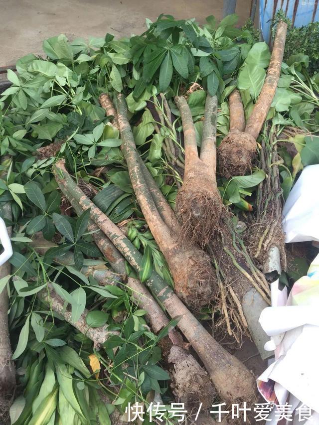 出门最容易“捡到”的5种花,拿回家剪几刀,不花钱成好看盆栽