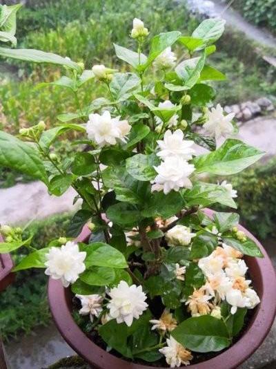 肥料|养茉莉花，花后记住“4要领”，花开不断芳香四溢，每次都爆盆