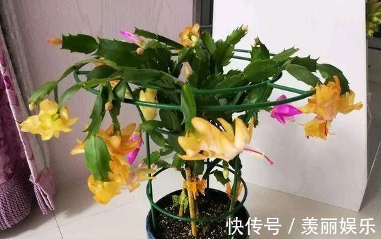 养蟹爪兰,2种“肥料”加盆里,侧芽猛冒长势旺,花苞满枝开不停