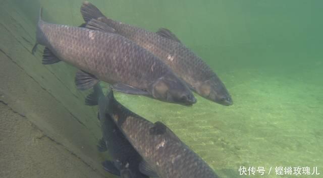 “三分钓技,七分钓位”是真的吗该如何选择