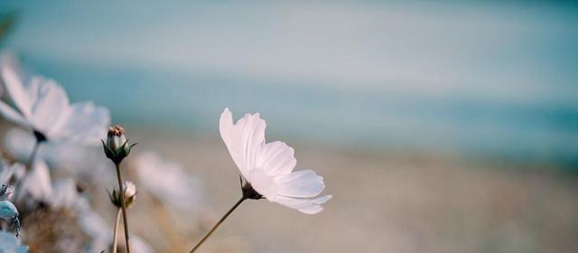 偏执|做人需圆融,忌偏执,急躁