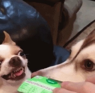 |搞笑GIF: 这样的新娘要不得 客人刚新娘就原形毕露了