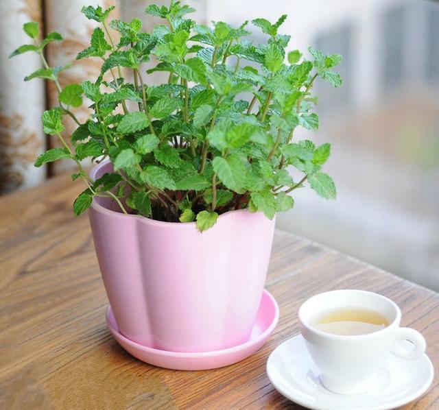 绿植|喜欢叶子有香味的花?5种芳香的绿植,比绿萝更好养更耐看