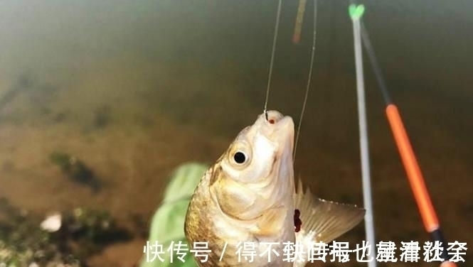 竿尖|怎么也没料到,热天用这两种钓法“招待”鲫鲤鱼,鱼获多到拎不动