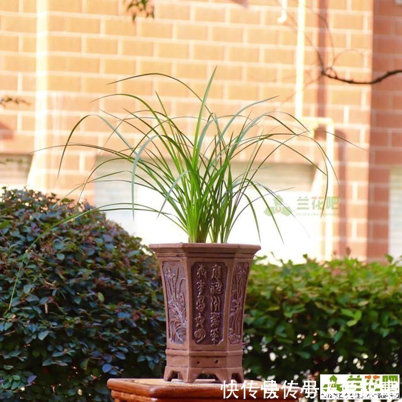 兰性|把兰花养好,能提升兴趣和动力,变成以兰养人