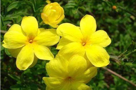 杜鹃花|4种漂亮花,好打理易爆盆,一入4月变成“开花机器”,花朵艳丽