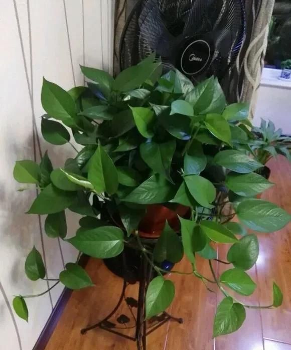 花儿喝点“美容水”，黄叶变绿叶，新芽呼呼长，花都开疯了