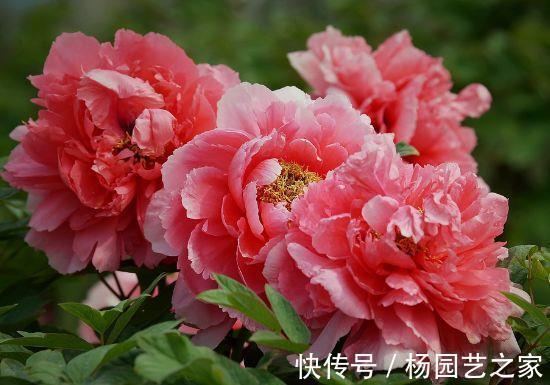 农历|农历7月4号起，最适合养这些花，花艳易爆盆，花色纯正耐看