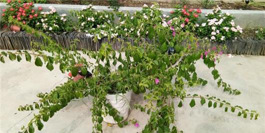 长寿|三角梅长寿花不开花？用点“小手段”，催出满盆花苞，就是欠修理