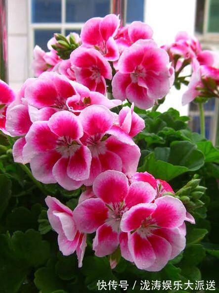 花朵|天竺葵掉花蕊找出3大“元凶”,花朵全开不掉蕊,花团锦簇