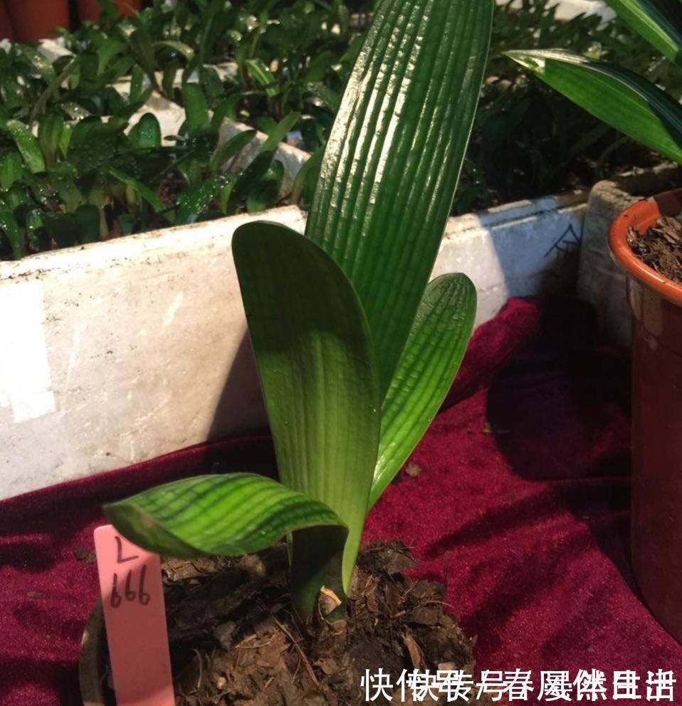 君子兰到了冬季，做到一点，叶子长得快，开花红艳艳