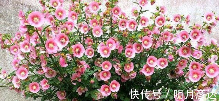 5种花好养易活,最适合懒人养,不用管也能开花爆盆