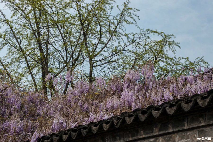 老门东紫藤萝花正开，去邂逅一场紫色的浪漫