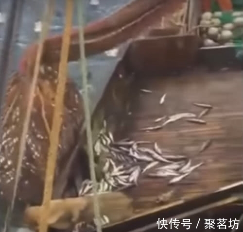 渔民误以为是大丰收,松开渔网之后,大家都表示要跳船