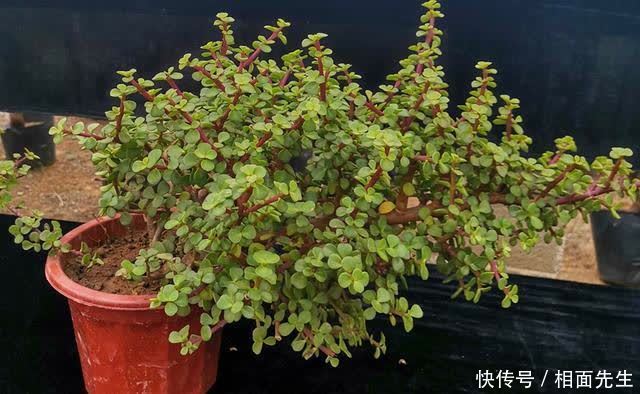 金枝玉叶金莹剔透,养护有技巧,学一学