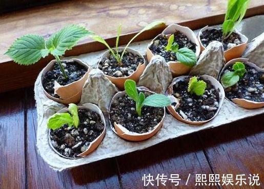 烦恼家中没有花盆就用2种''养花神器''，后者可循环使用