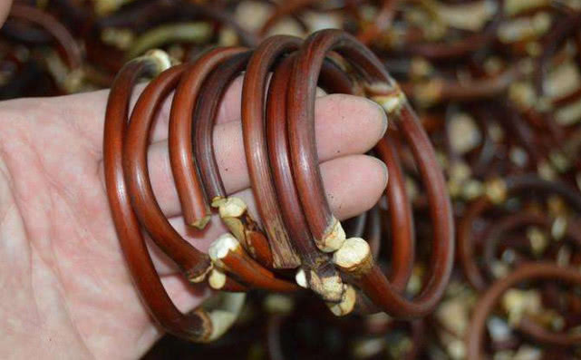 它被称为鸡血藤,不仅可做盆栽观赏,还是珍贵药材,见到请珍惜