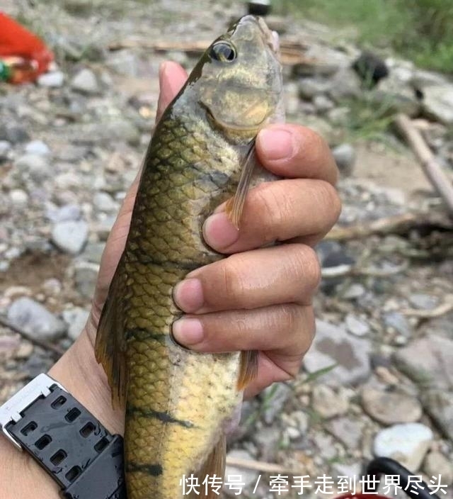 温州炉西大峡谷现“巨型溪石斑”，将近一斤重，已突破体型极限