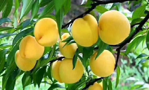 女性想变美，要多吃的食物，健胃健脾，排毒清肠，滋养肌肤