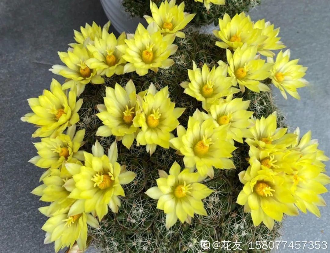 棒棒糖|从养花大神家，偷来3个爆花技巧，快学，24小时后删