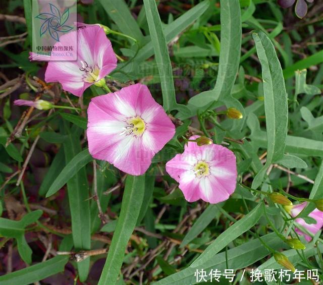 牙痛|田旋花，见过吗祛风止痒，止痛治牙痛、神经性皮炎