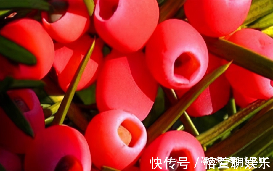 养生|中年人想要身体好,不妨多吃三种食物,美容养生,有益健康!