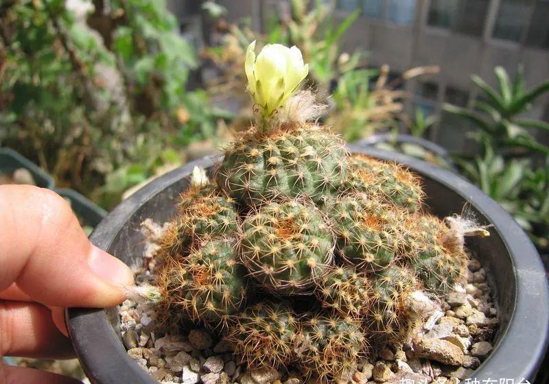 士童|误以为仙人掌很难开花，凑齐“4个条件”，开花一点不稀奇！