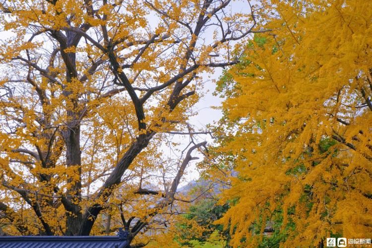 太清宫|青岛崂山：千年古刹银杏树满目金黄